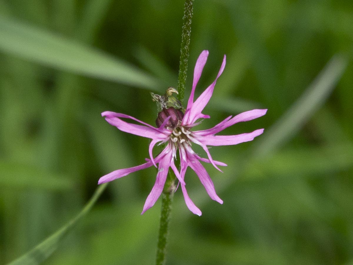 Blüte, Kelch